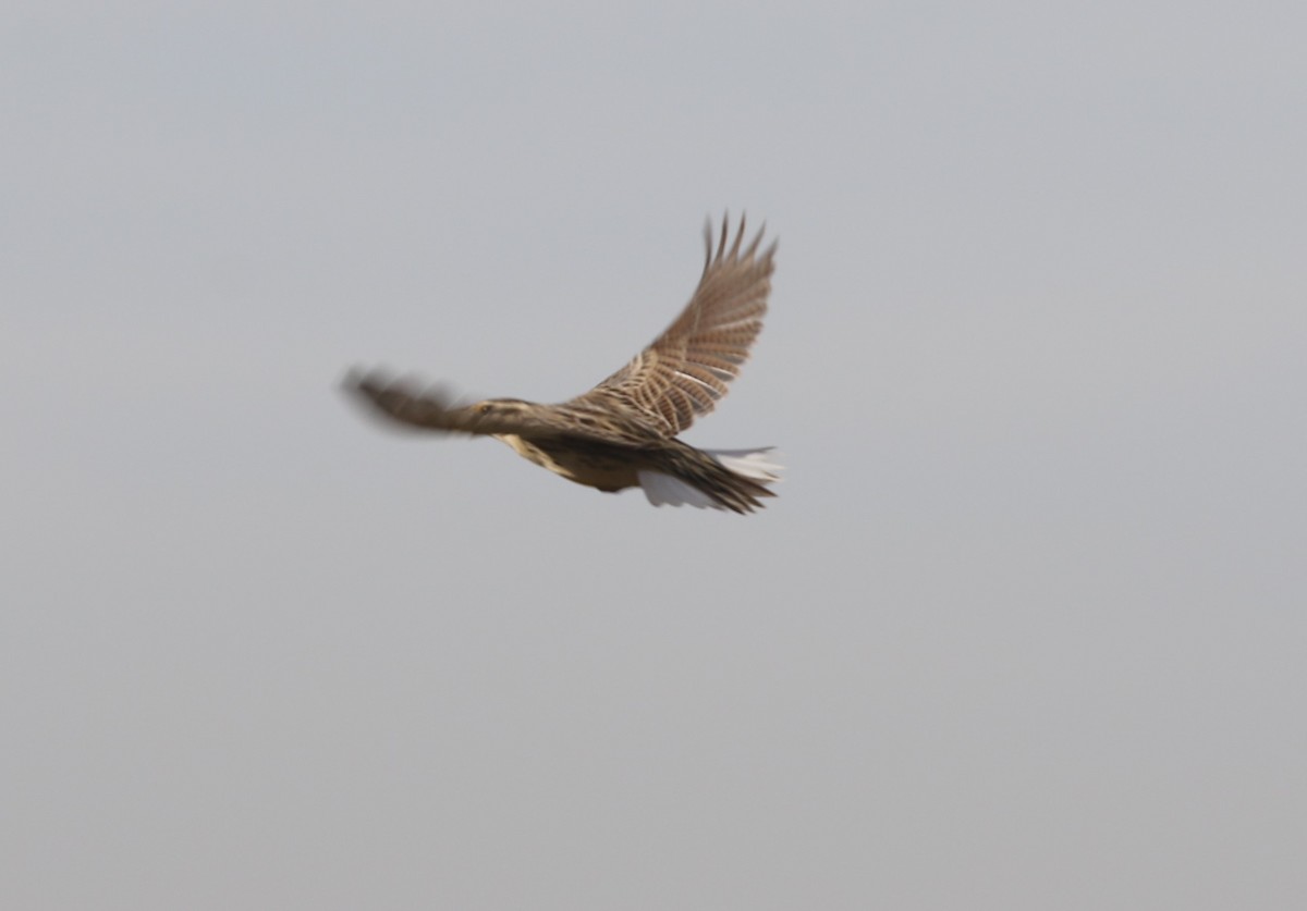 Chihuahuan Meadowlark - ML645293942