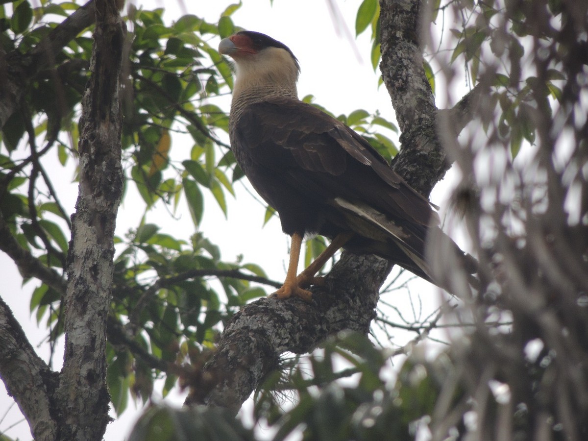 karančo jižní - ML645293943