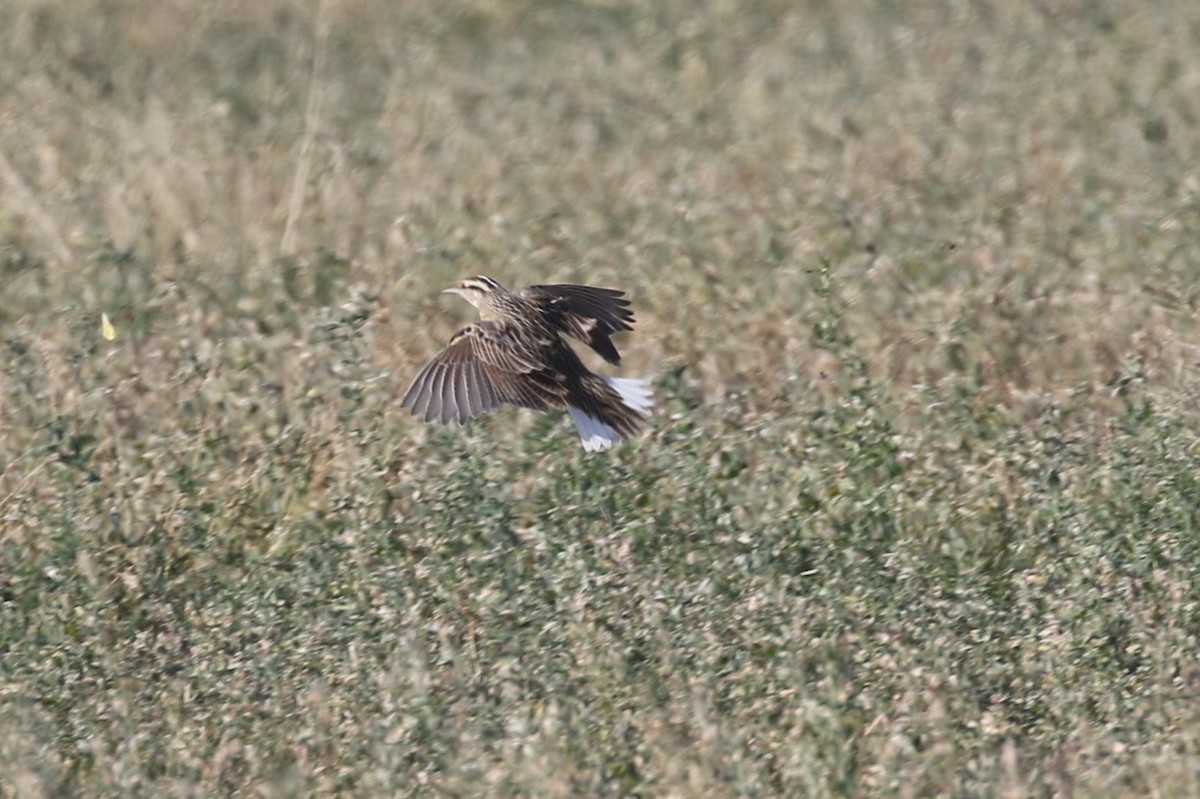 Chihuahuan Meadowlark - ML645293946