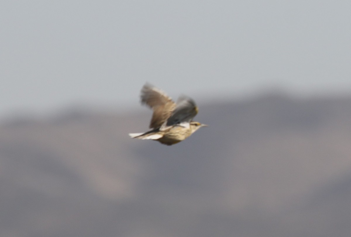 Chihuahuan Meadowlark - ML645293951