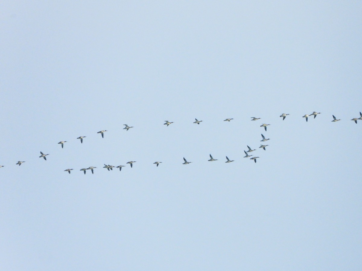 מרגון בינוני - ML645293952