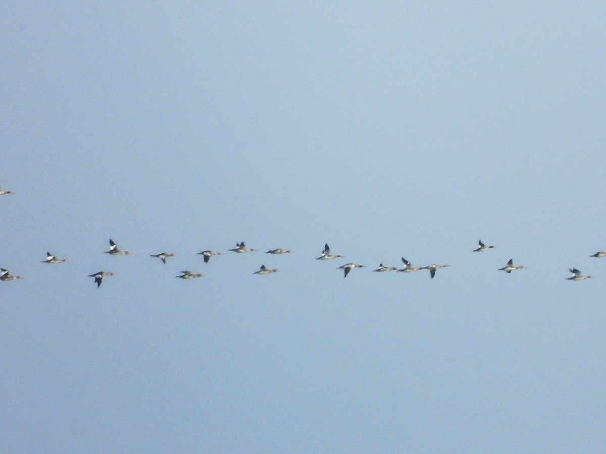 מרגון בינוני - ML645293953