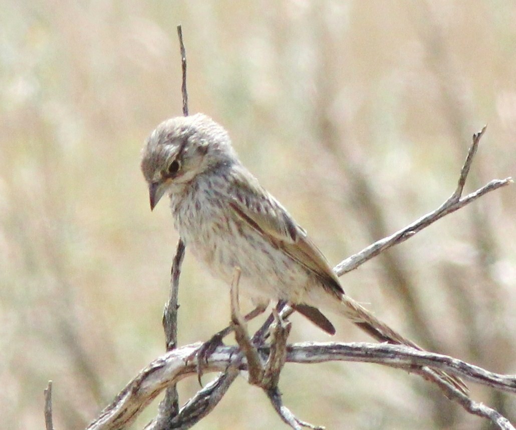 Bell's Sparrow - ML645293958
