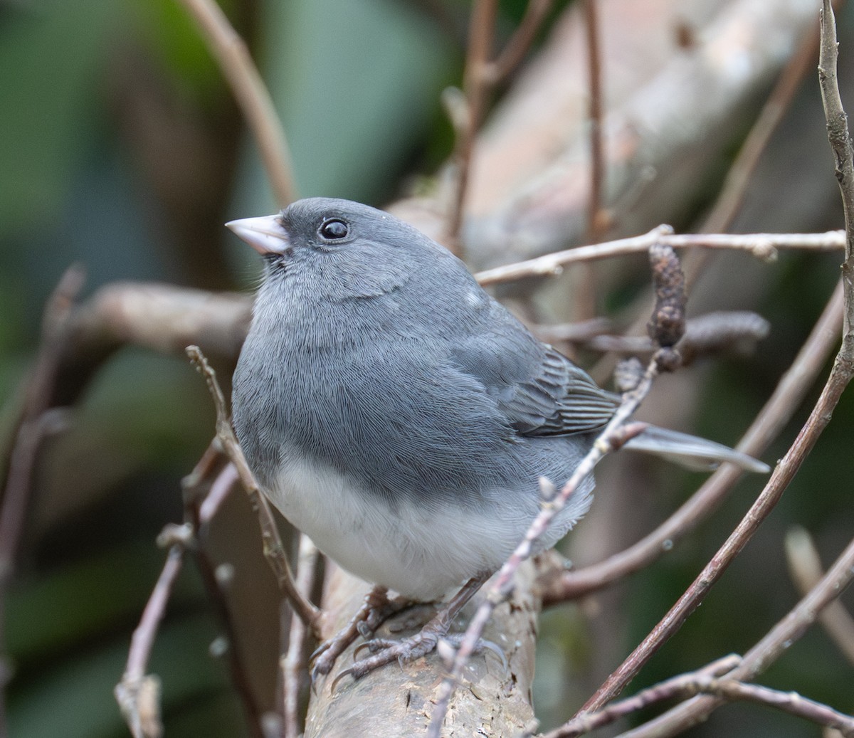 strnadec zimní (ssp. hyemalis/carolinensis) - ML645293959