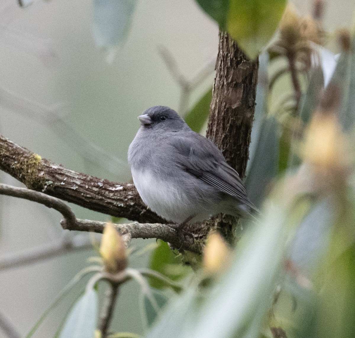 strnadec zimní (ssp. hyemalis/carolinensis) - ML645293960