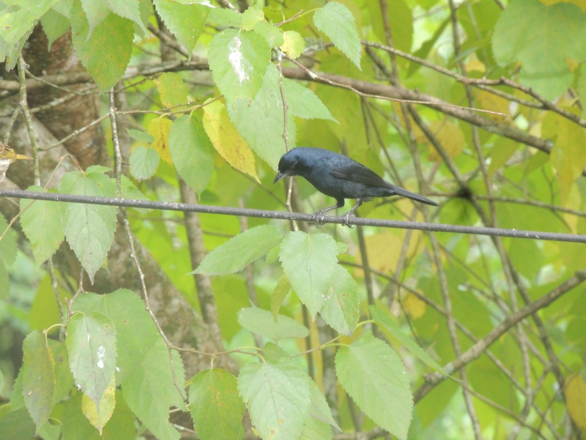 Ruby-crowned Tanager - ML645293962