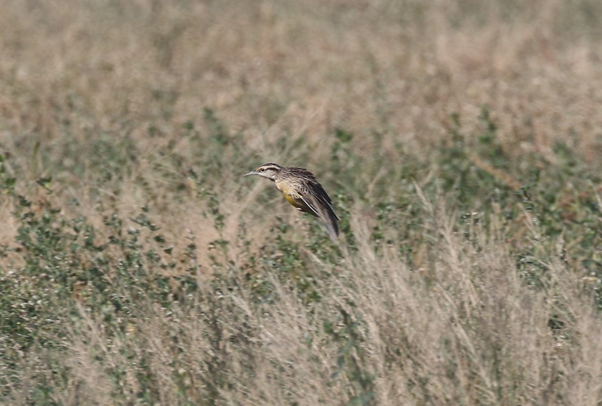 Chihuahuan Meadowlark - ML645293963