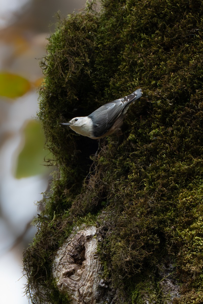 brhlík běloprsý - ML645293965