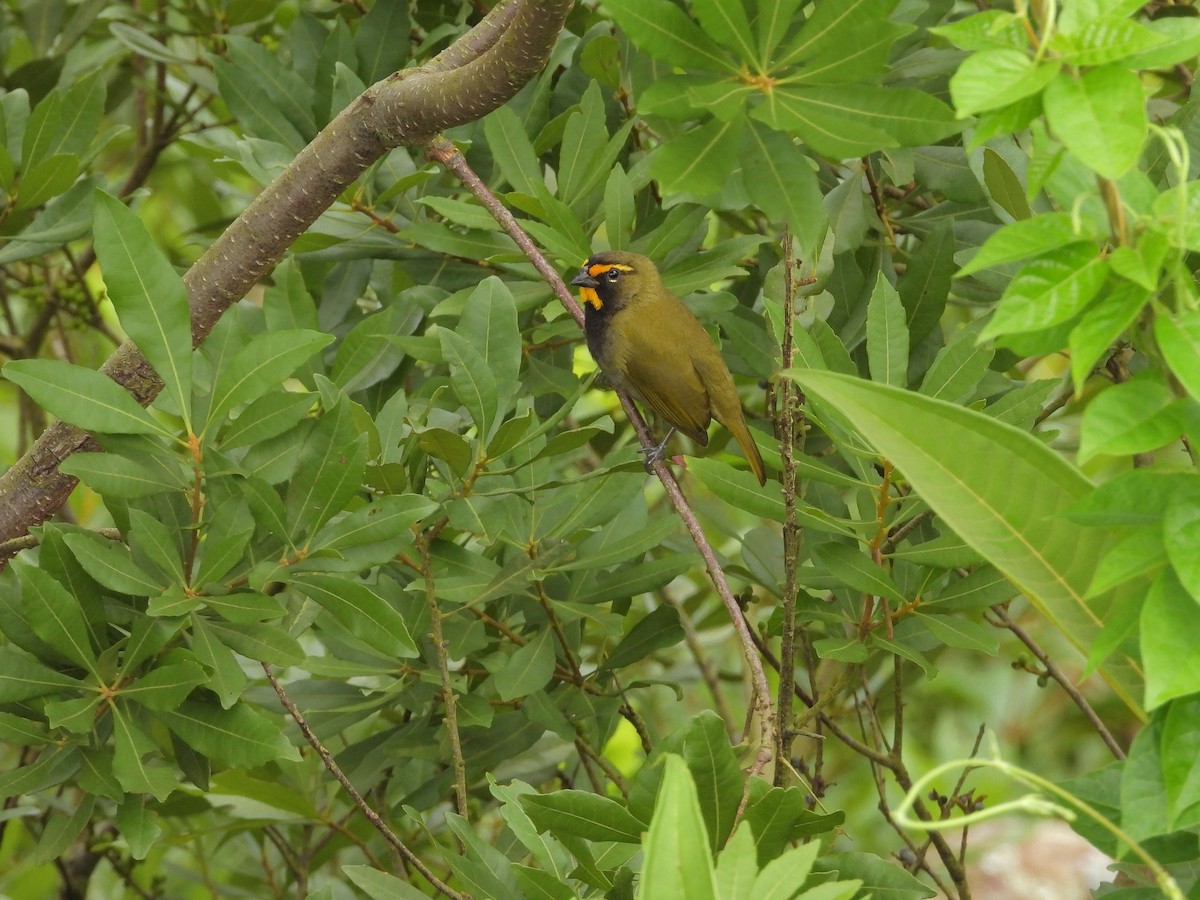 Yellow-faced Grassquit - ML645293969