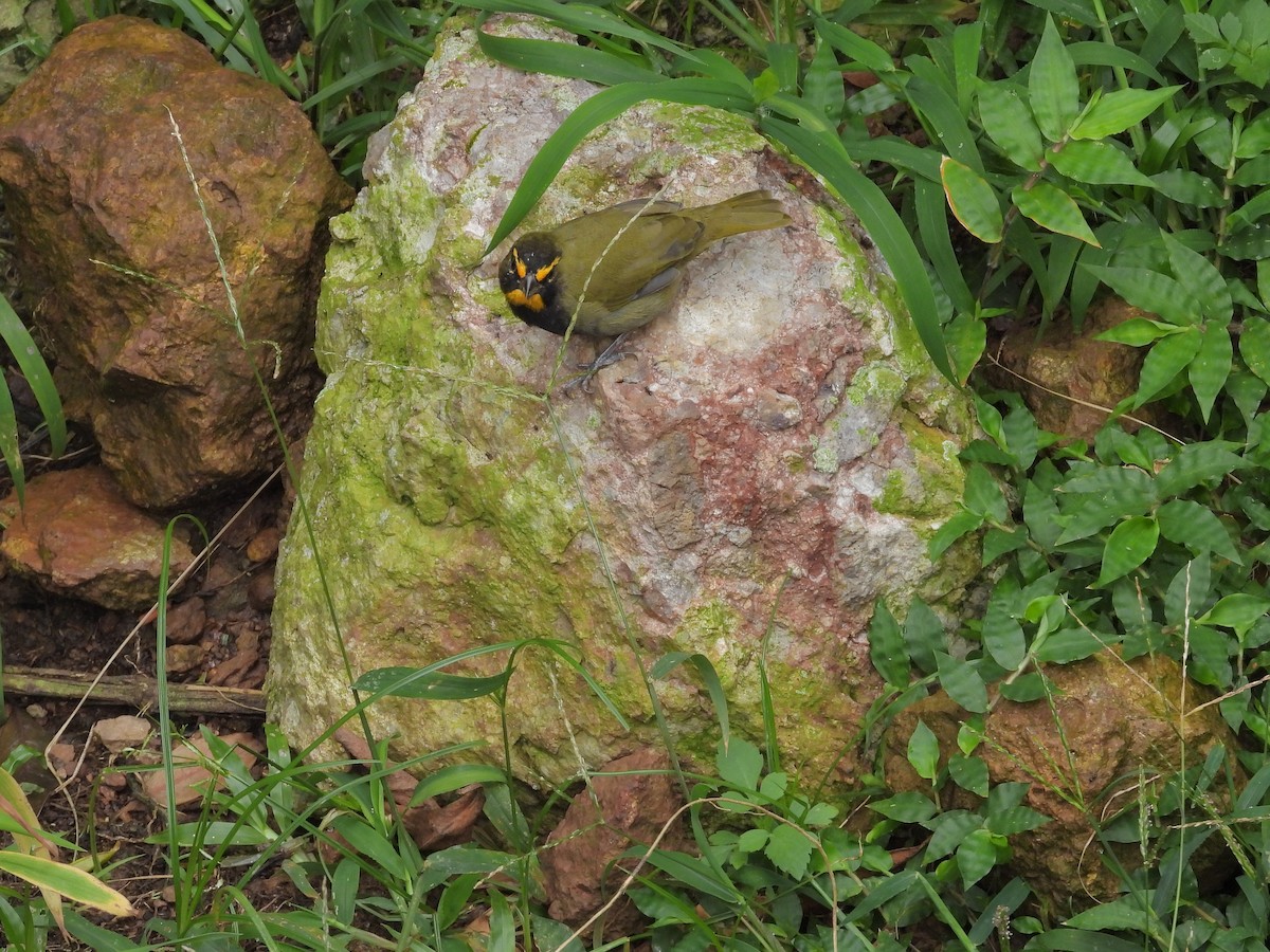 Yellow-faced Grassquit - ML645293970