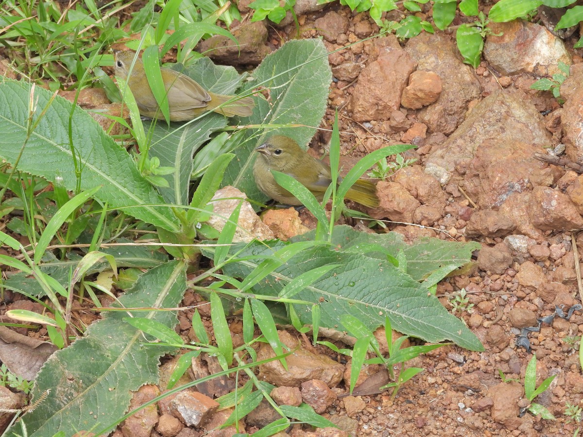 Yellow-faced Grassquit - ML645293971