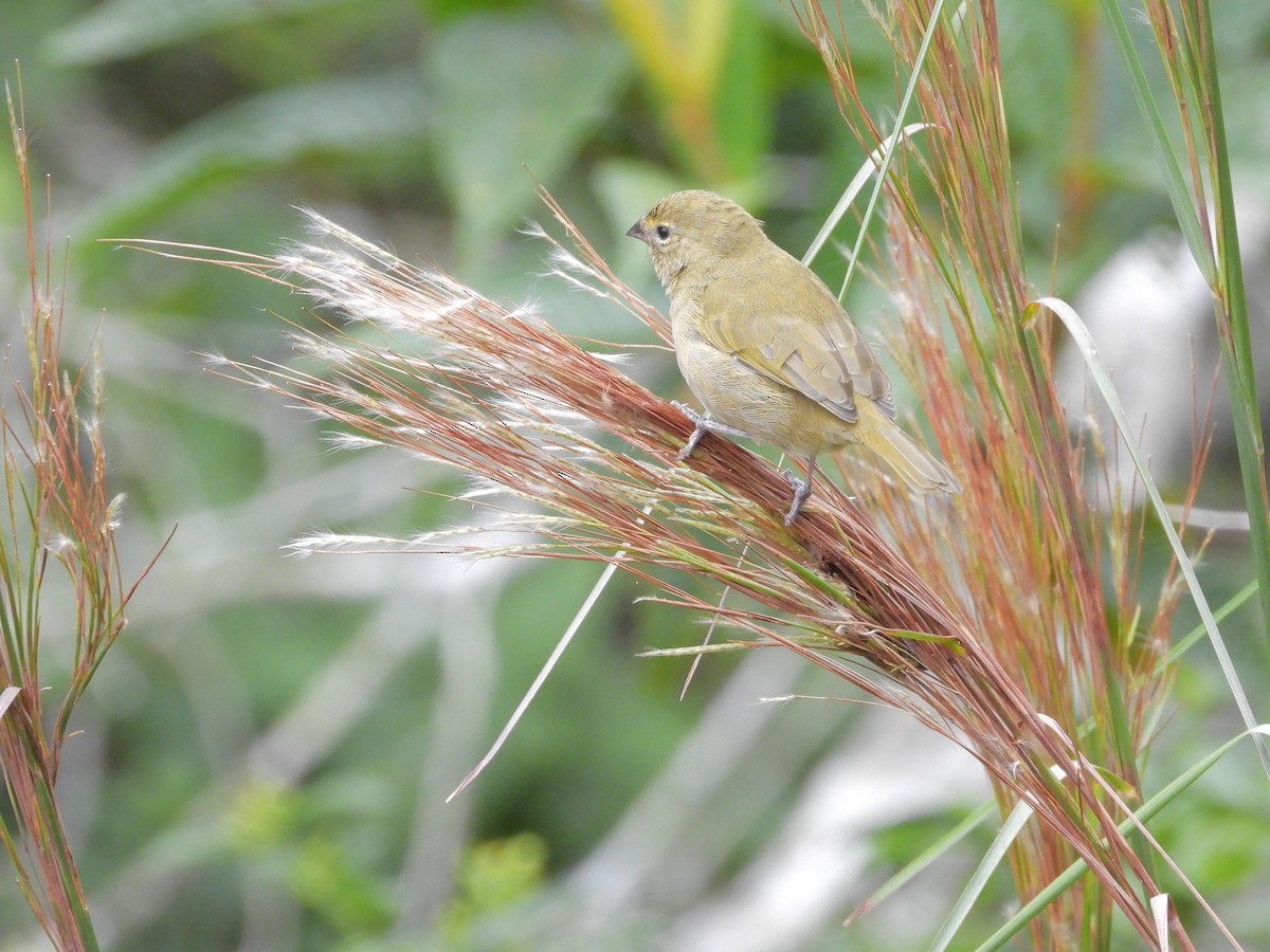 Yellow-faced Grassquit - ML645293974