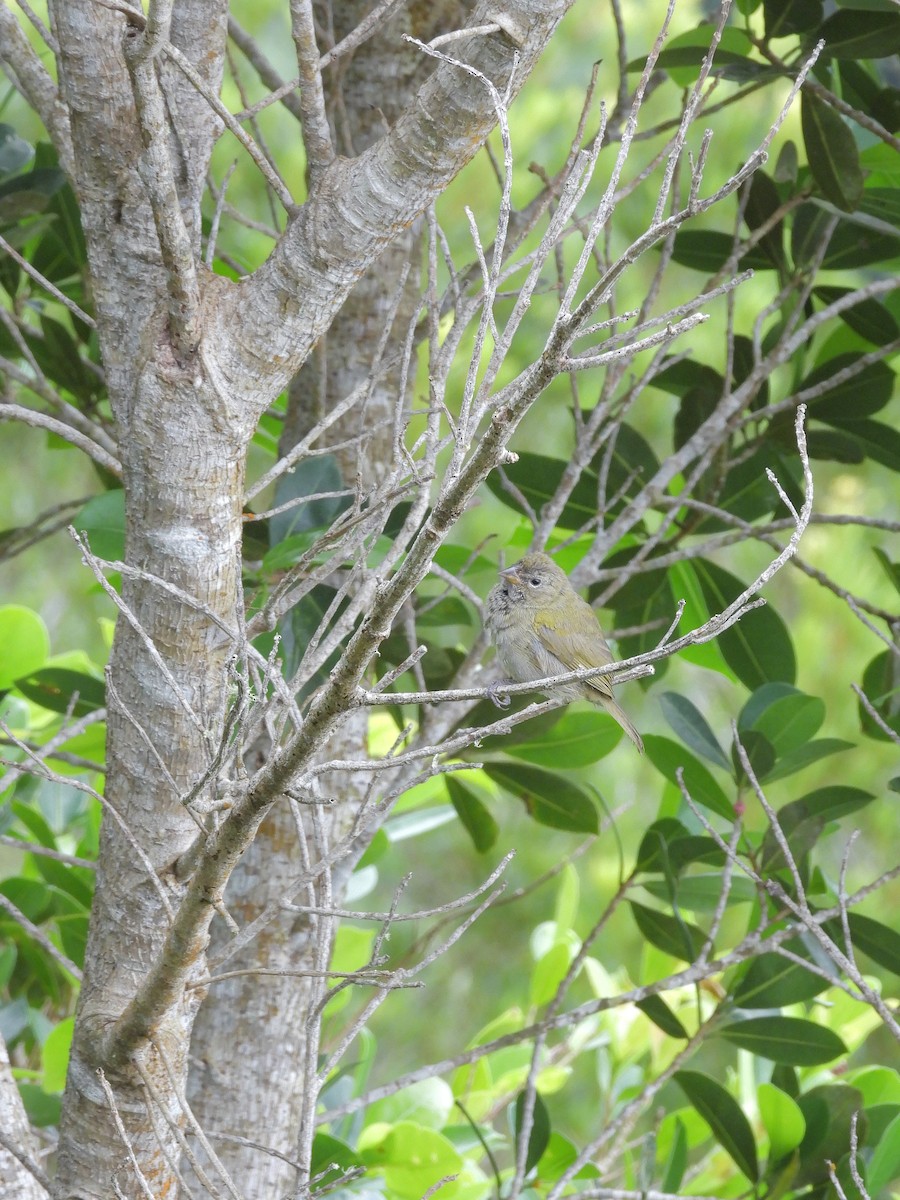 Yellow-faced Grassquit - ML645293975