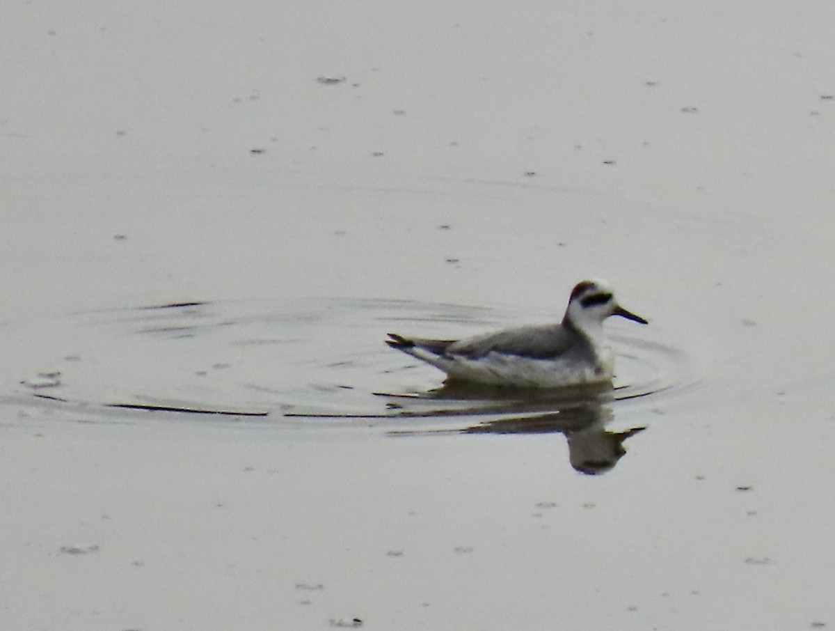Red Phalarope - ML645293976