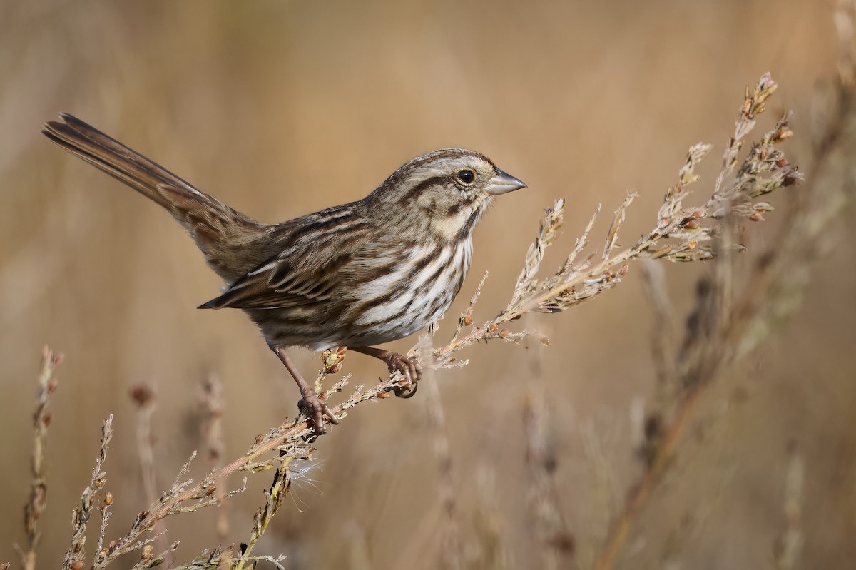 Song Sparrow - ML645293978