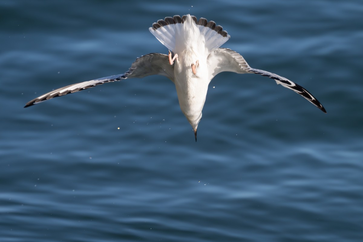 Bonaparte's Gull - ML645293993