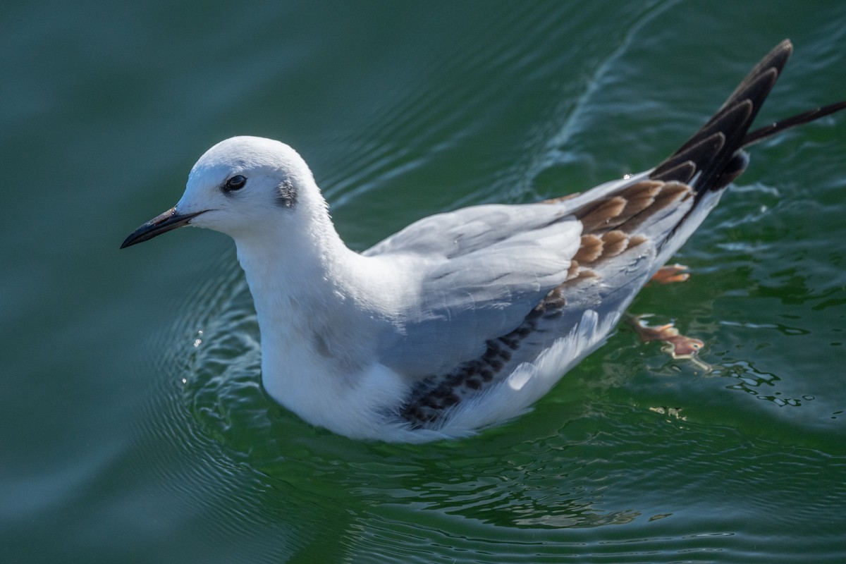 Bonaparte's Gull - ML645293994