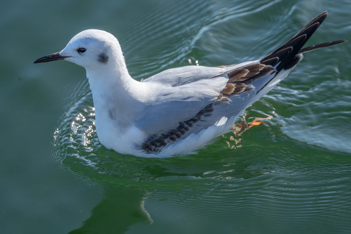 Bonaparte's Gull - ML645293995