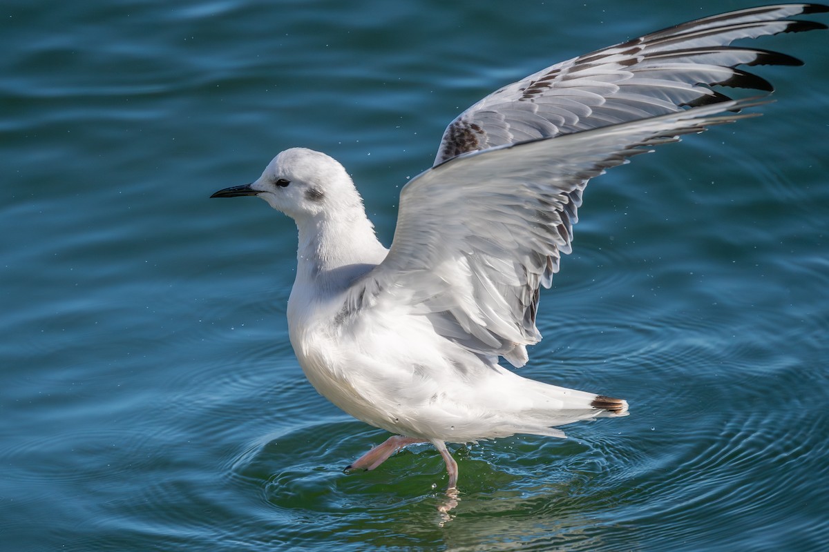 Bonaparte's Gull - ML645293996