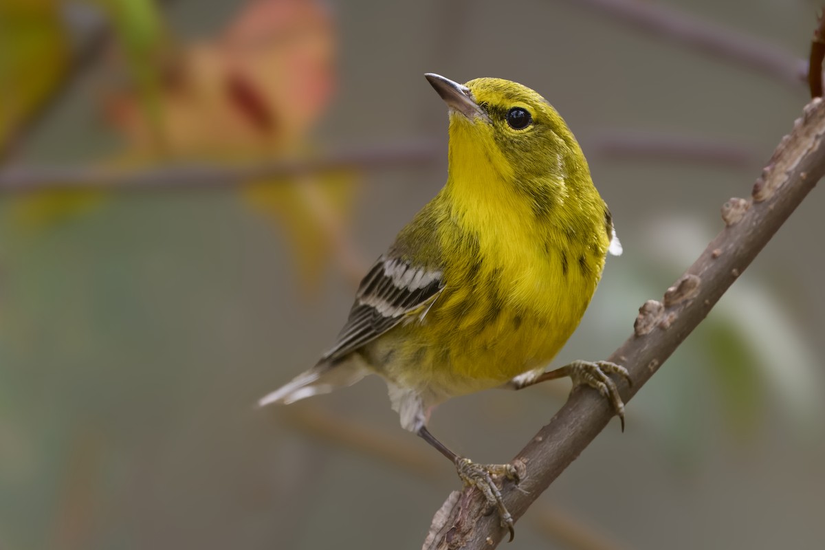 Pine Warbler - ML645294004