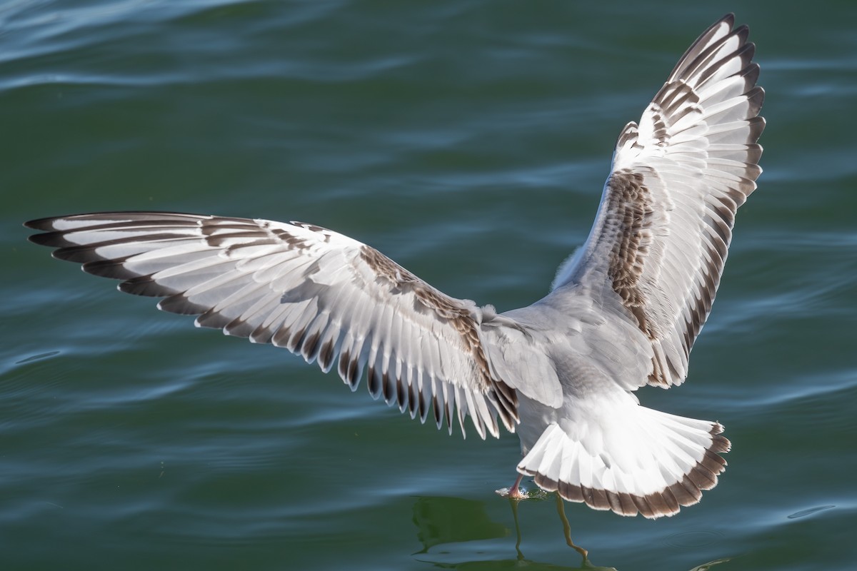 Bonaparte's Gull - ML645294006