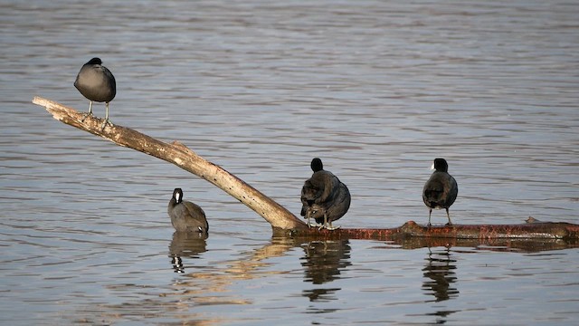 American Coot - ML645294011