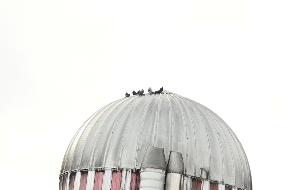 Kaya Güvercini (evcil tip) - ML645294013