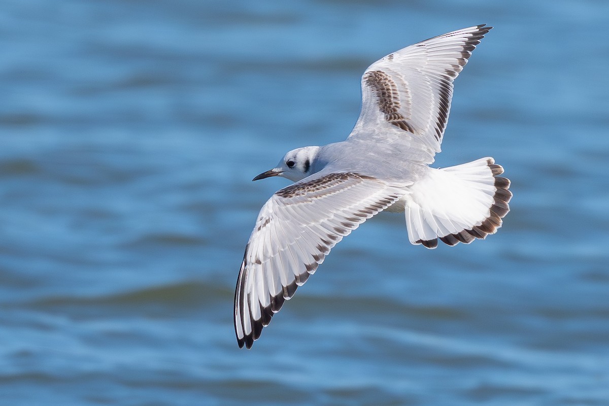 Bonaparte's Gull - ML645294017