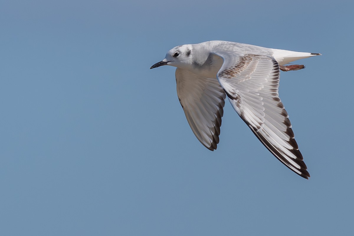Bonaparte's Gull - ML645294018