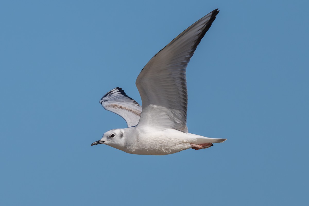 Bonaparte's Gull - ML645294019