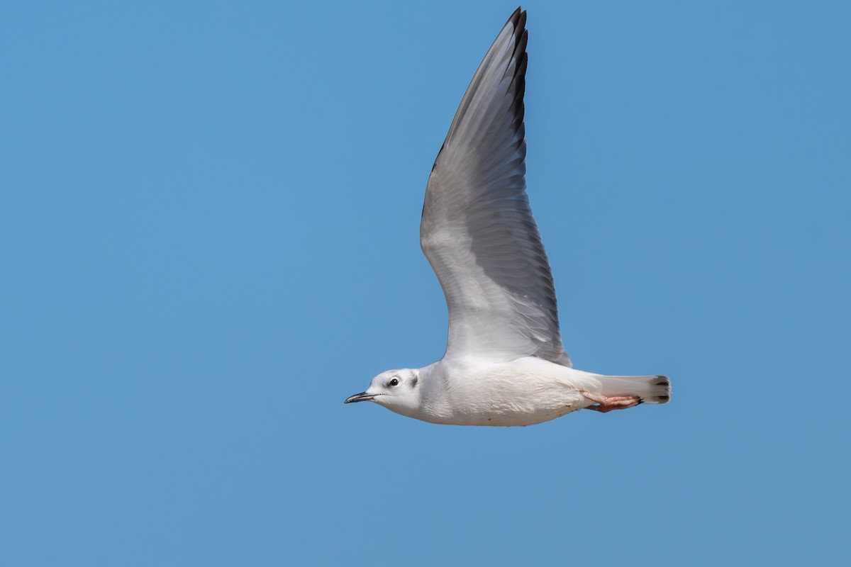 Bonaparte's Gull - ML645294020