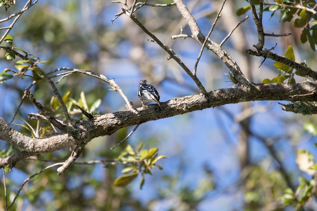 Black-and-white Warbler - ML645294023