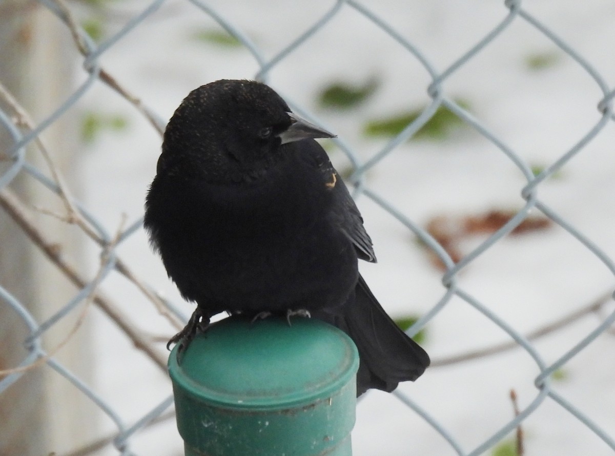 Красноплечий трупиал - ML645294029