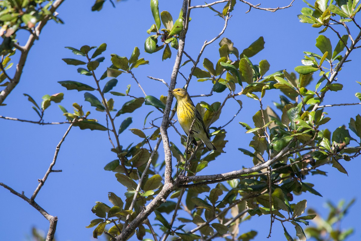 Cape May Warbler - ML645294031