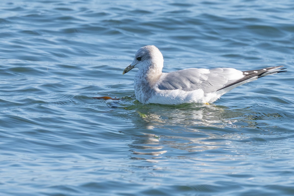 Short-billed Gull - ML645294032
