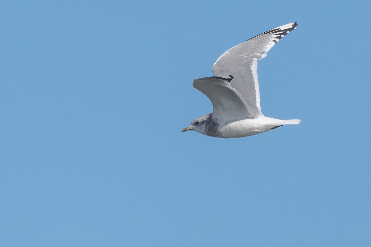 Short-billed Gull - ML645294041