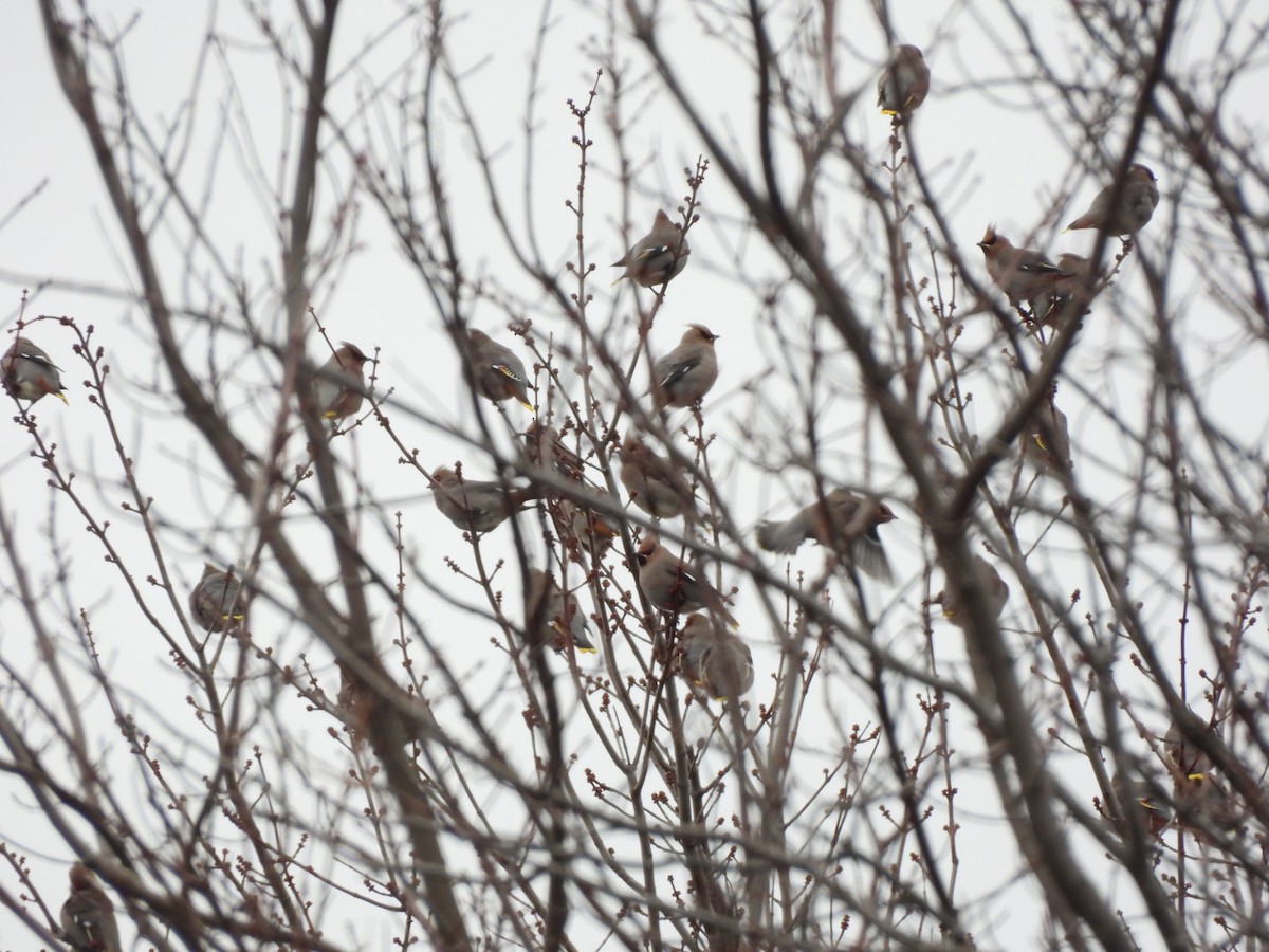 黃連雀 - ML645294048