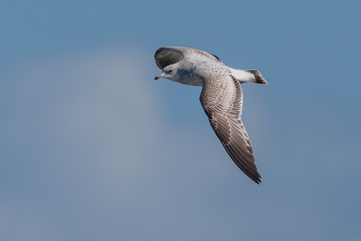 Ring-billed Gull - ML645294052