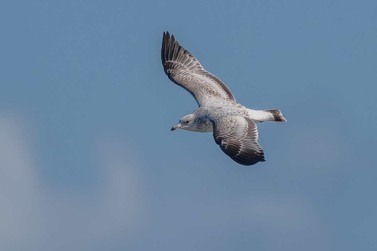 Ring-billed Gull - ML645294053