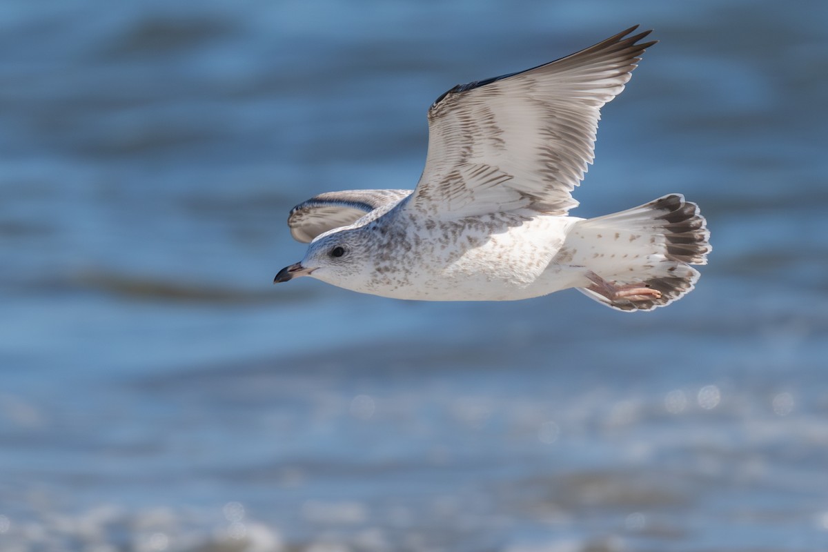 Ring-billed Gull - ML645294054