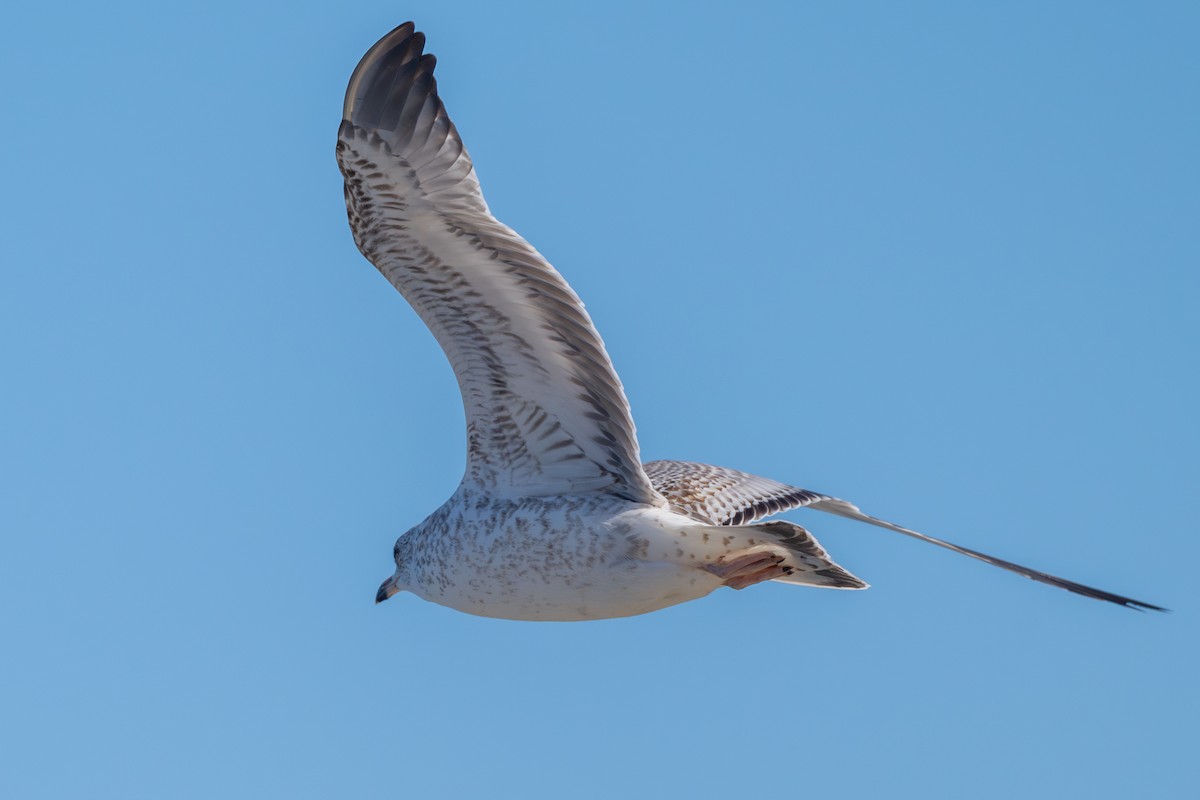 Ring-billed Gull - ML645294055