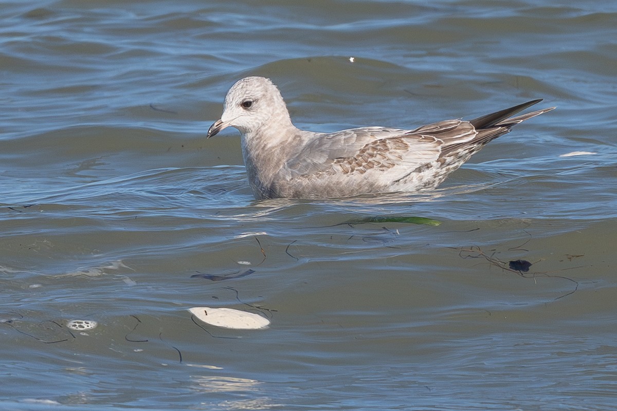Short-billed Gull - ML645294068