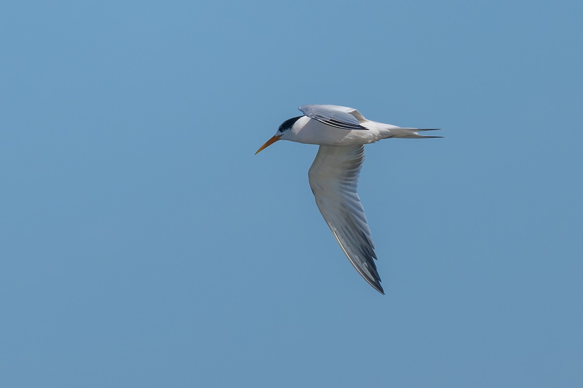 Elegant Tern - ML645294079