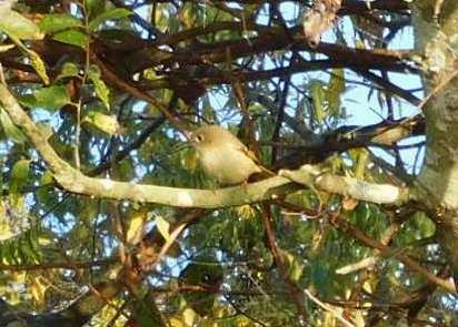 Ruby-crowned Kinglet - ML645294080