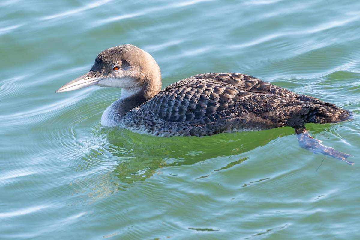 Common Loon - ML645294087