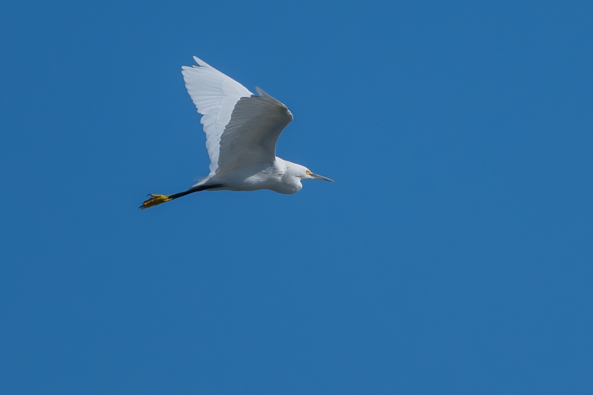 Snowy Egret - ML645294099