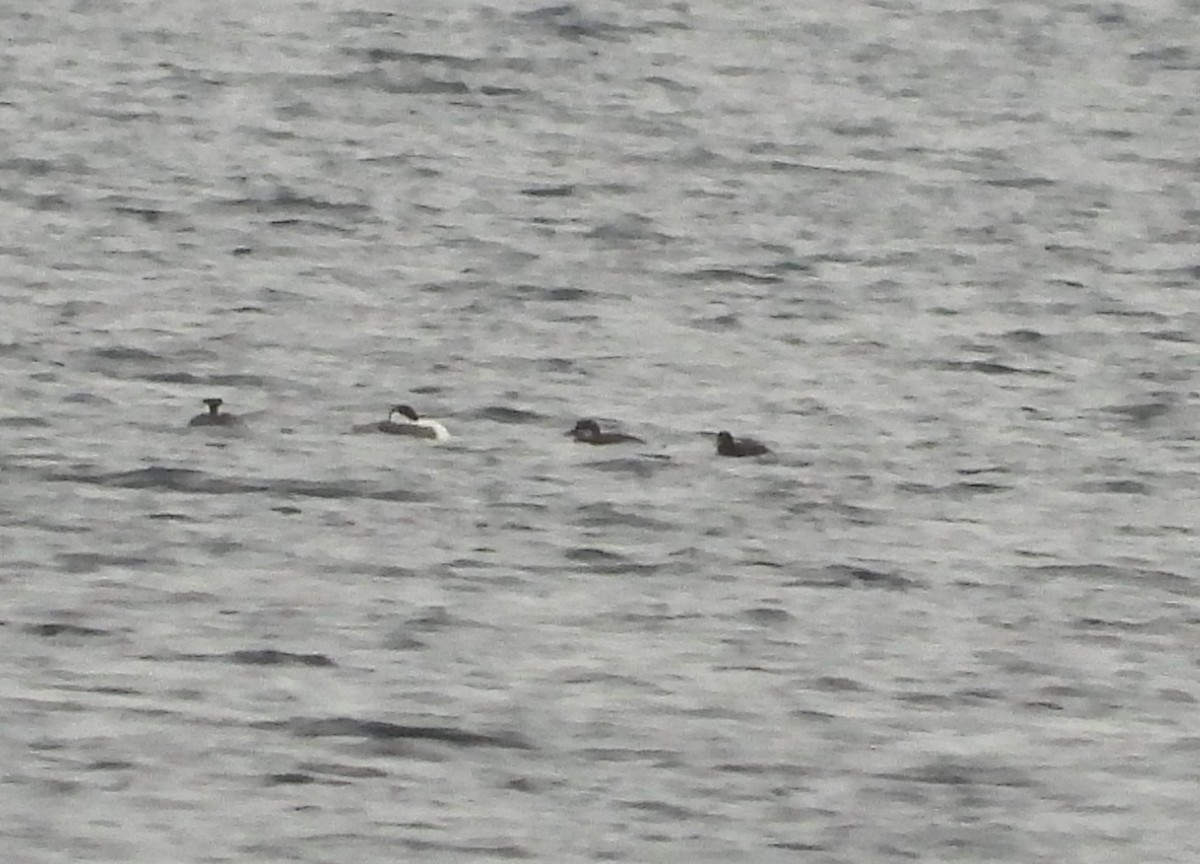 Black Scoter - ML645294104