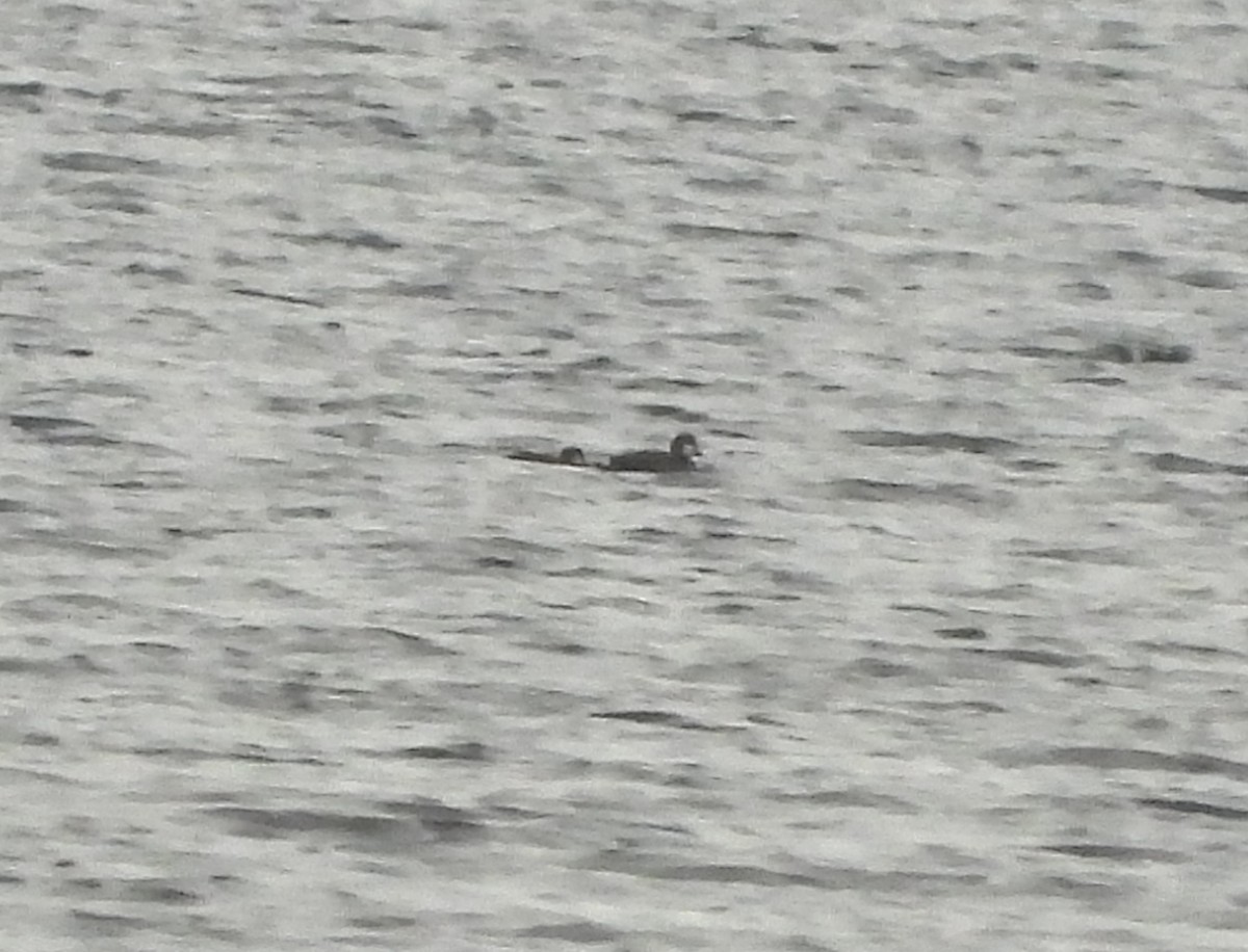 Black Scoter - ML645294105