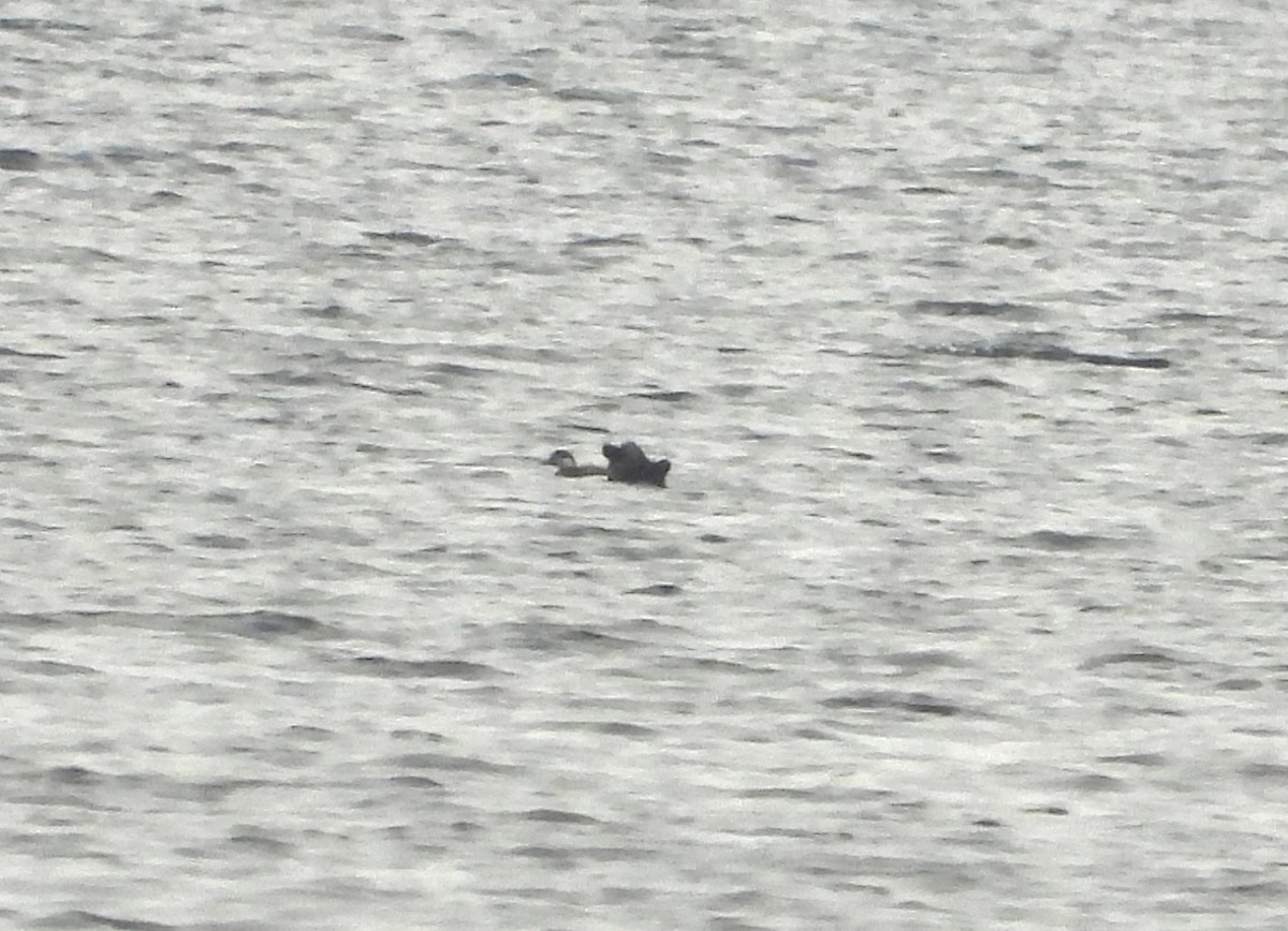 Black Scoter - ML645294106