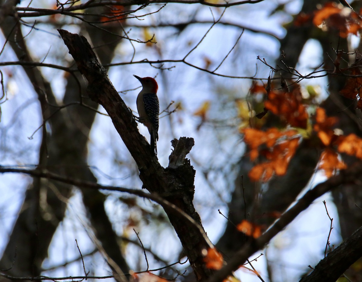 Red-bellied Woodpecker - ML645294110